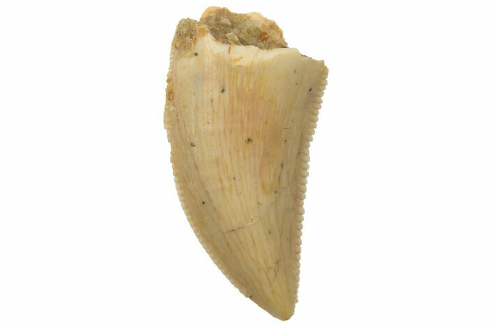 Serrated, Raptor Tooth - Real Dinosaur Tooth #189195